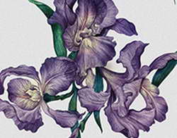 Фондовый рынок, Daily history за 21 января 2026 г.